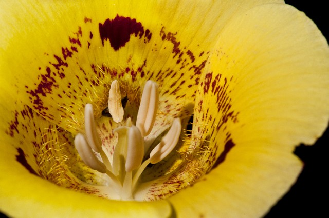 Calochortus superbus - Superb Mariposa Lily, Yellow Form 3388.jpg